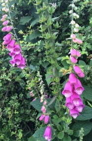 Foxgloves.jpg