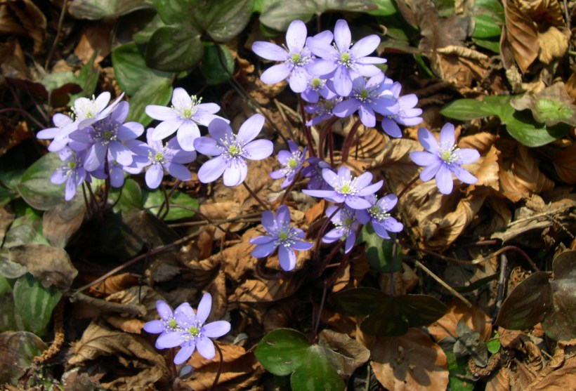 hepatica_nobilis_plant